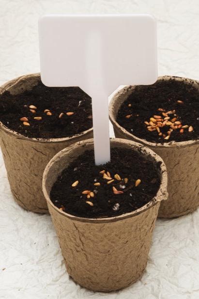 Biodegradable cardboard pots